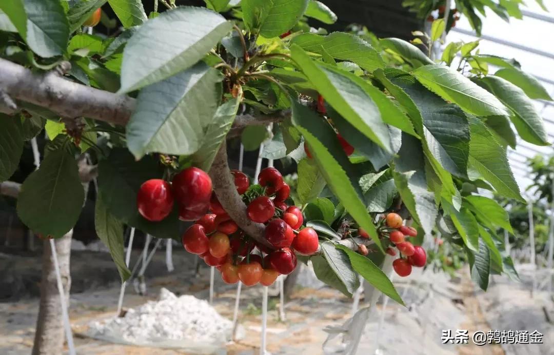 大棚樱桃栽培技术与管理方法,大棚樱桃种植管理技术详解