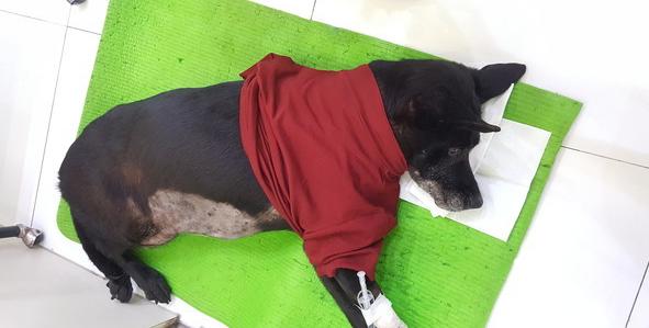 狗肚鼓包脐疝,狗胃扭转手术