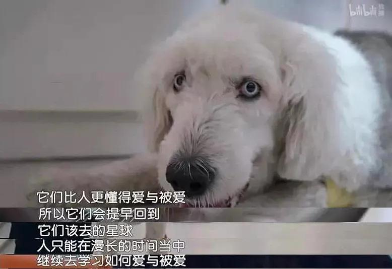 大学生杀死流浪猫,大学生杀流浪猫