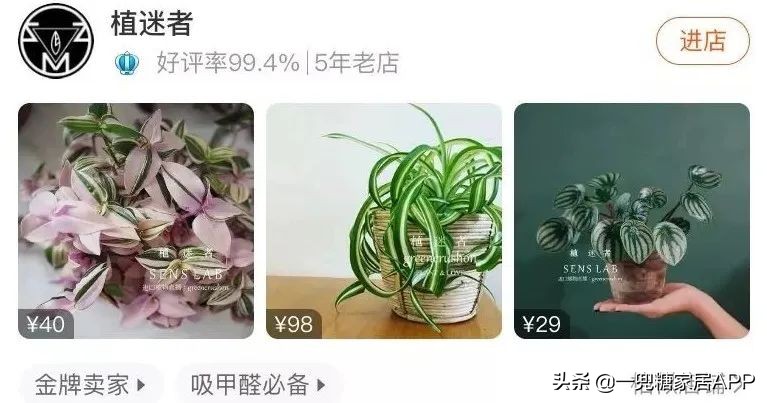 春天花会开|这20家植物淘宝店，植物杀手看了也想买！