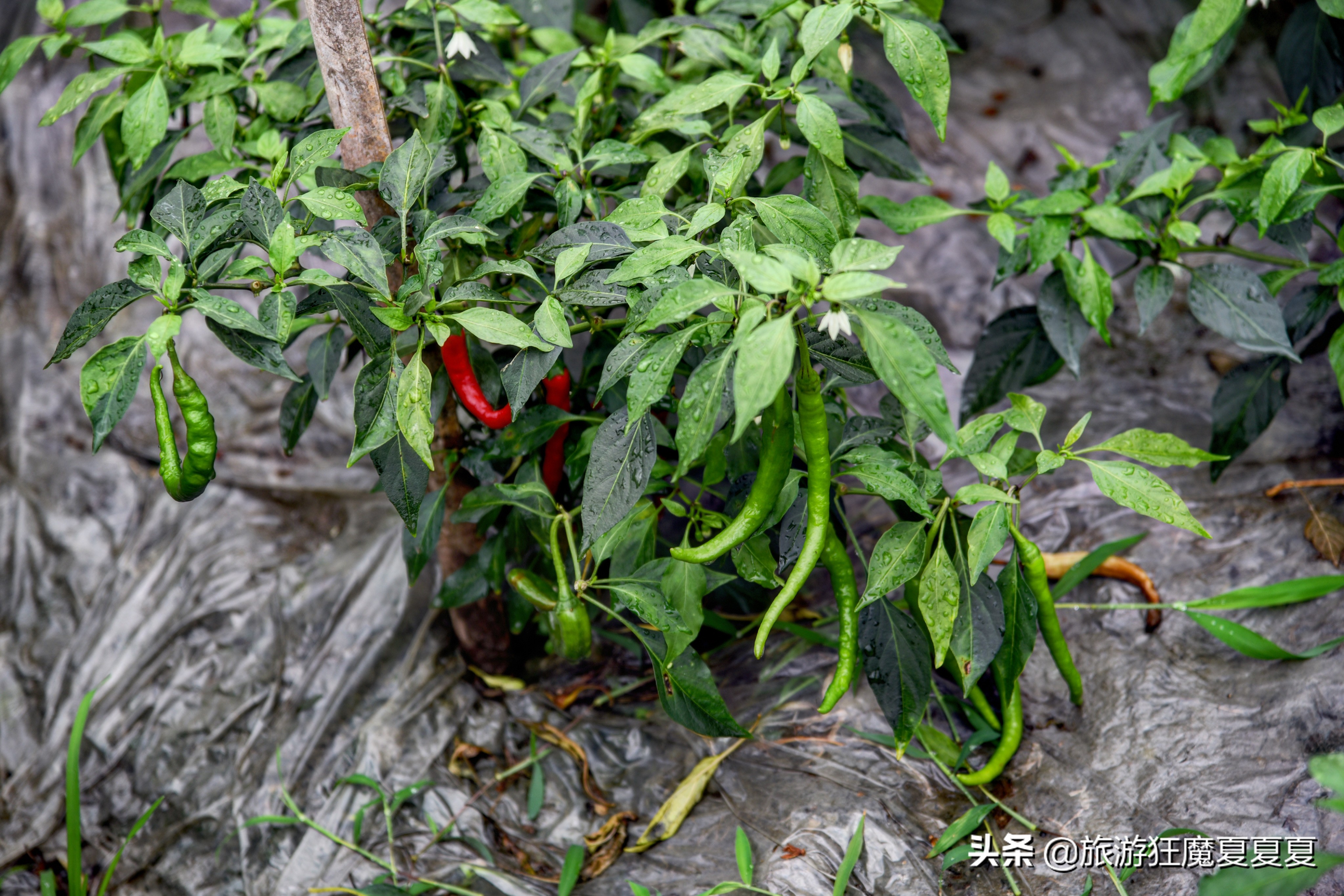 青城山值得推荐的酒店,青城山价格实惠的酒店