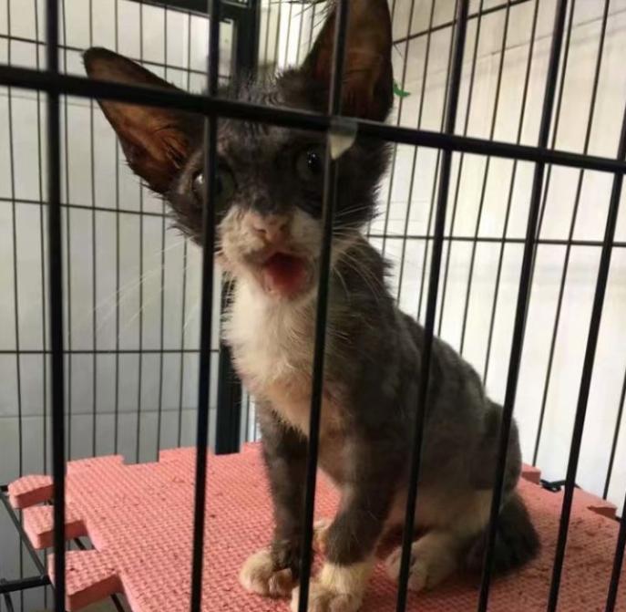 教你如何治猫癣,治疗猫癣的最有效办法