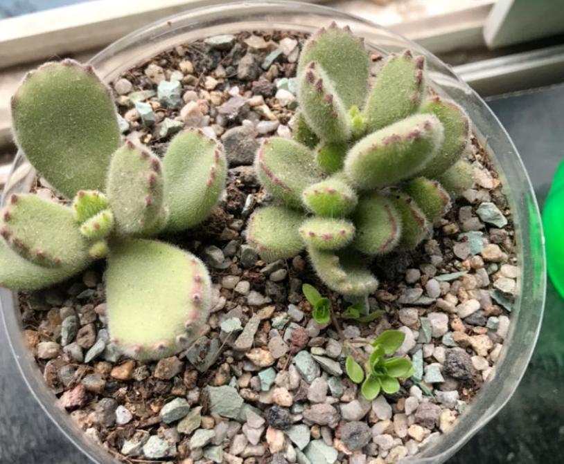 温度低多肉叶子变软,天气变冷多肉烂根掉叶怎么救