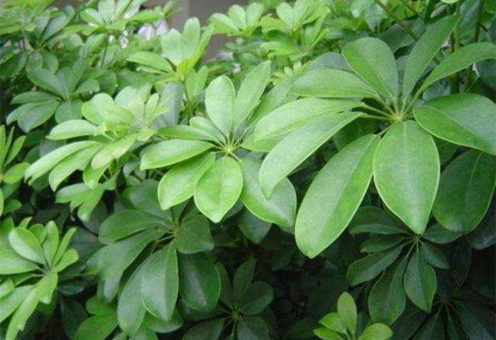 鹅掌木招财树,鹅掌木好养吗