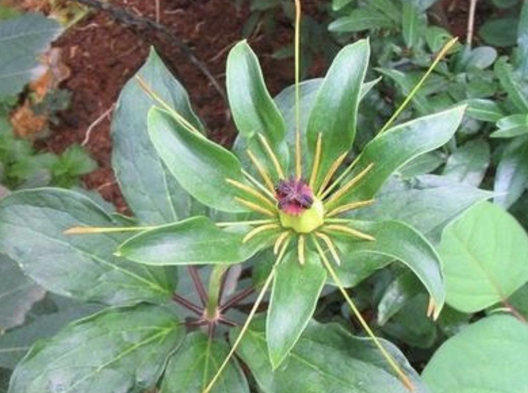 植物花草七叶莲,野生七叶莲一般生长在什么环境