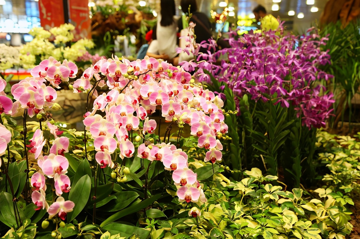 「怀念系列」新加坡|平价米其林+小众景点,3.5D我们不走寻常路3