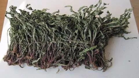 断奶回奶食物有哪些,断奶回奶食物