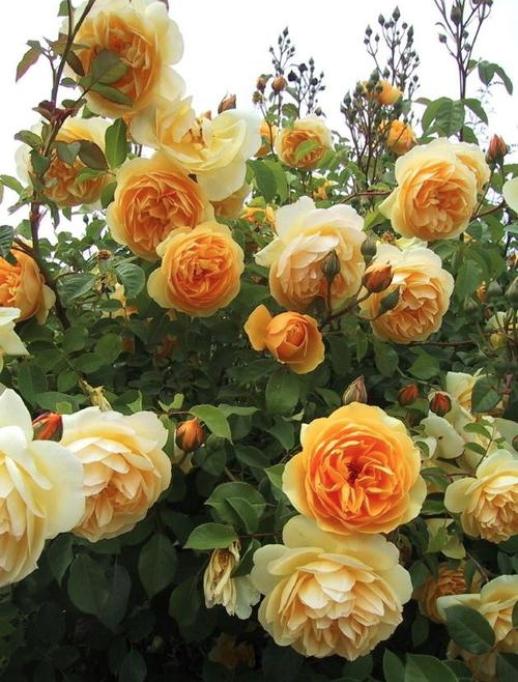 我最喜欢的植物月季花,我心目中的10强植物