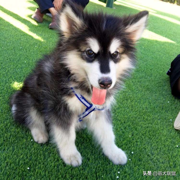 给阿拉斯加幼犬吃什么好呢,阿拉斯加美毛狗粮