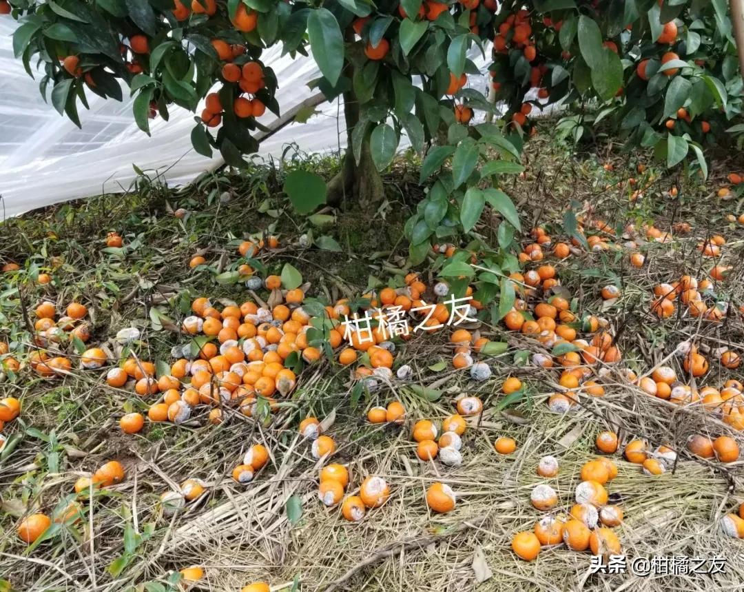 水田种了沙糖桔怎样处理,为什么种沙糖桔挣不了钱