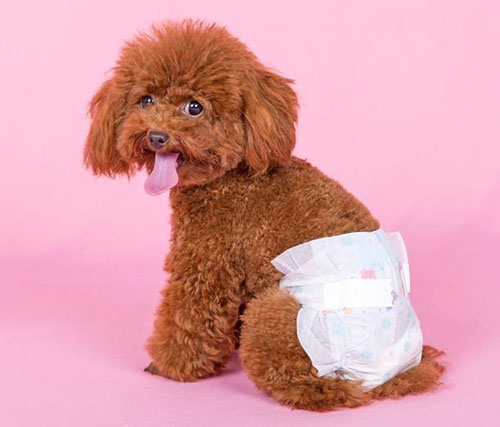 泰迪一般多大开始发情了,泰迪什么时候喂一顿