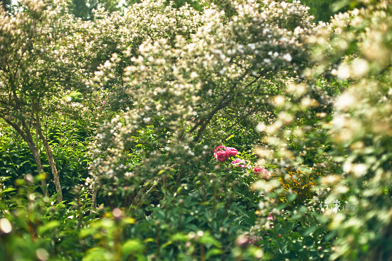 牡丹盛开的地方牡丹园,牡丹园牡丹花竞相绽放