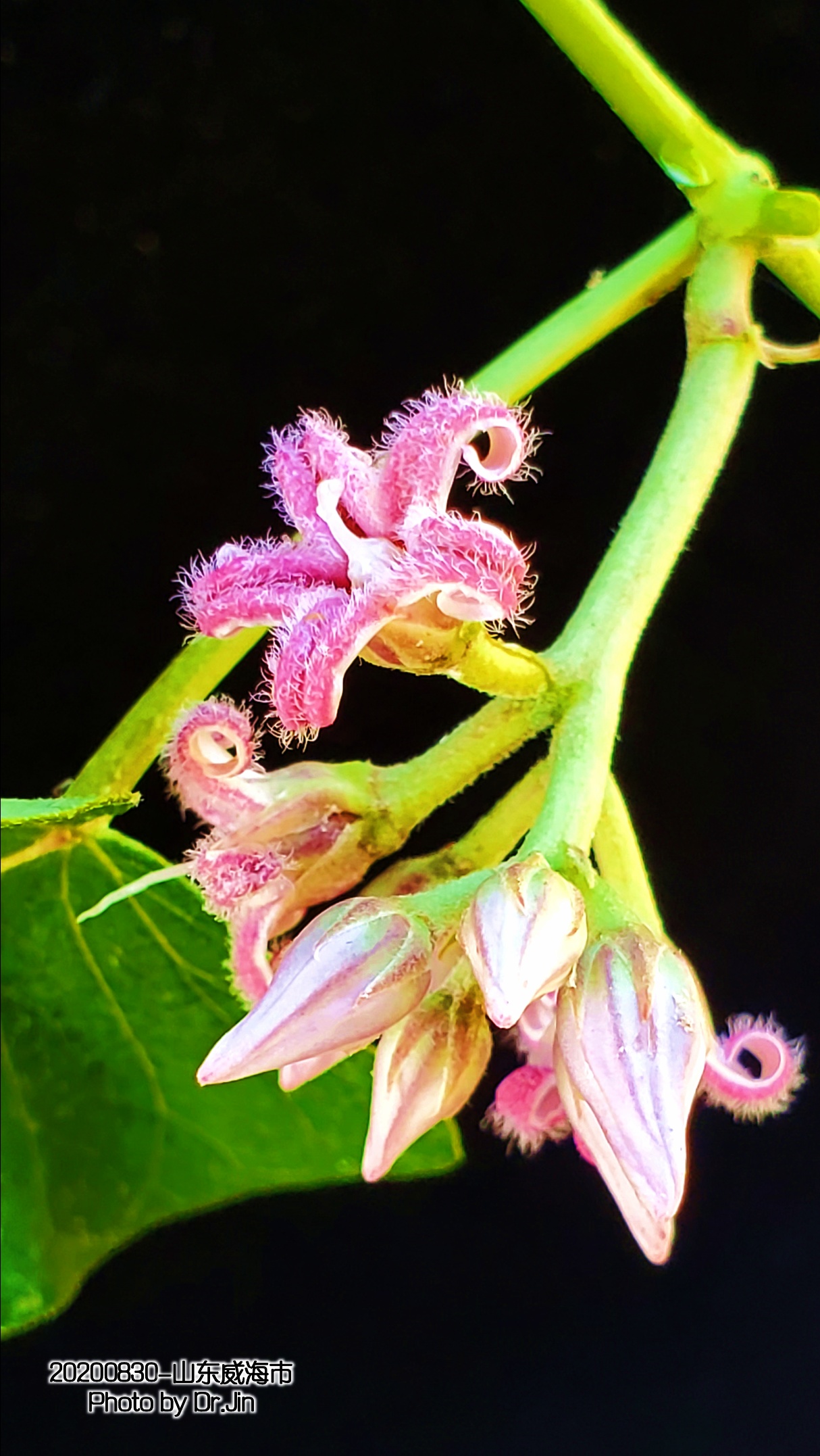 金行博览：补虚劳，益精气-萝藦