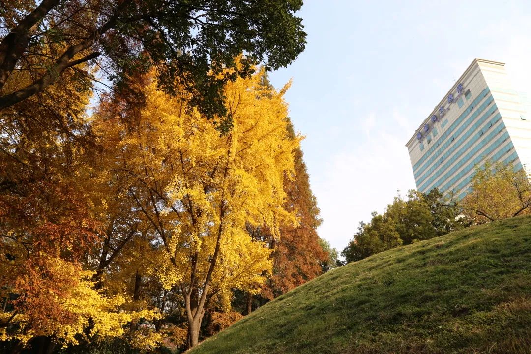 深秋回暖，安排！沪上各区的深秋美景，你准备好打卡了吗？