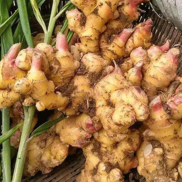 正宗黄姜药材亩产,黄姜做佐料时的用量