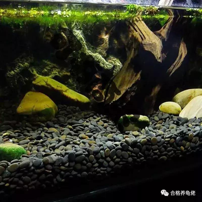 每周一龟｜致敬巴神，物美价廉的普通彩龟