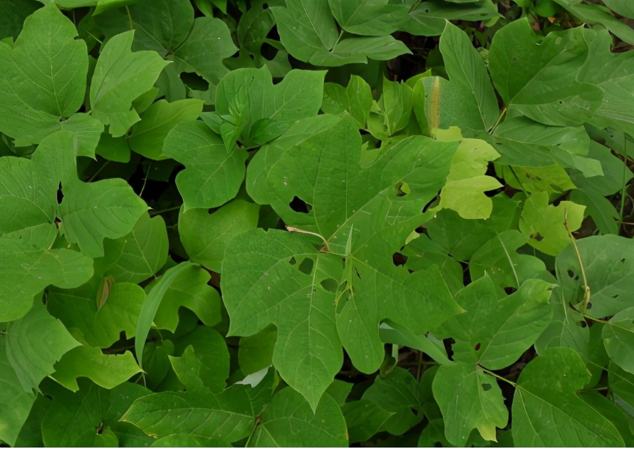 北有人参南有葛根,南有葛根北有人参的功效