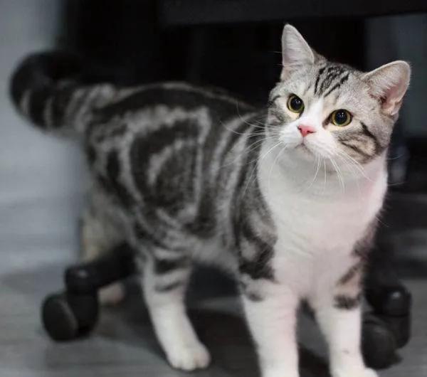 盘点二次元猫咪 (可爱二次元猫咪大全)