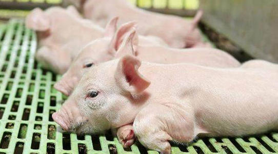 母猪分娩前一小时有什么征兆,母猪分娩前有哪些征兆