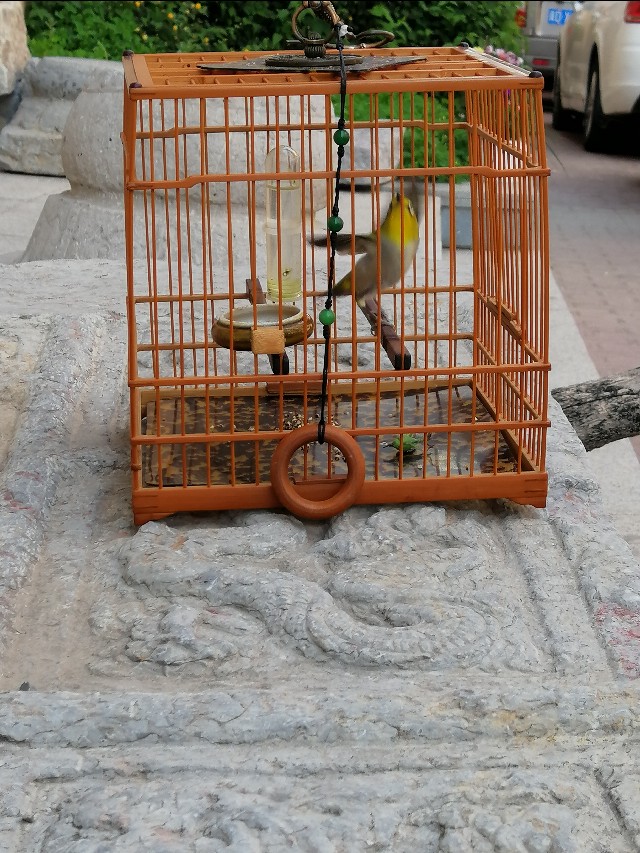 防鸟啄方法,如何有效防止鸟呛奶