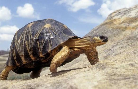 动物世界的生活方式,速度慢的动物世界