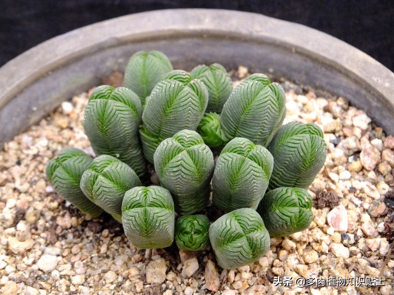 青锁龙属多肉养殖方法,青锁龙的养殖方法和注意事项