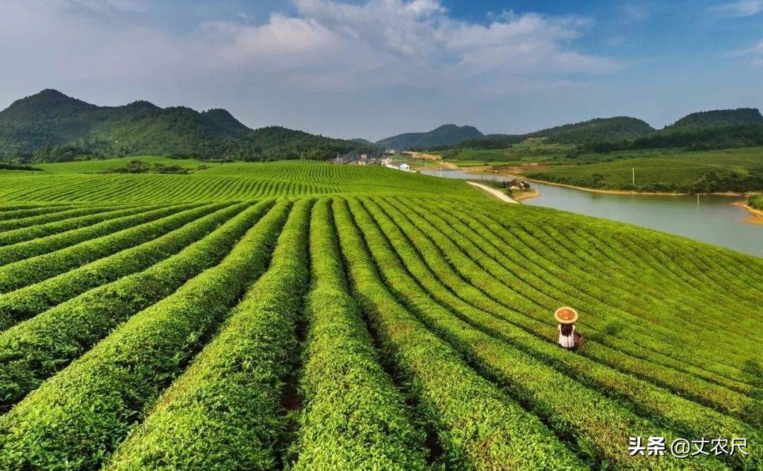 农民的土地流转粮食补贴款归谁,农民流转的土地可否贷款