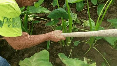 奉化芋头好吃还是荔浦芋头好吃,中国哪个地方的芋头最好吃