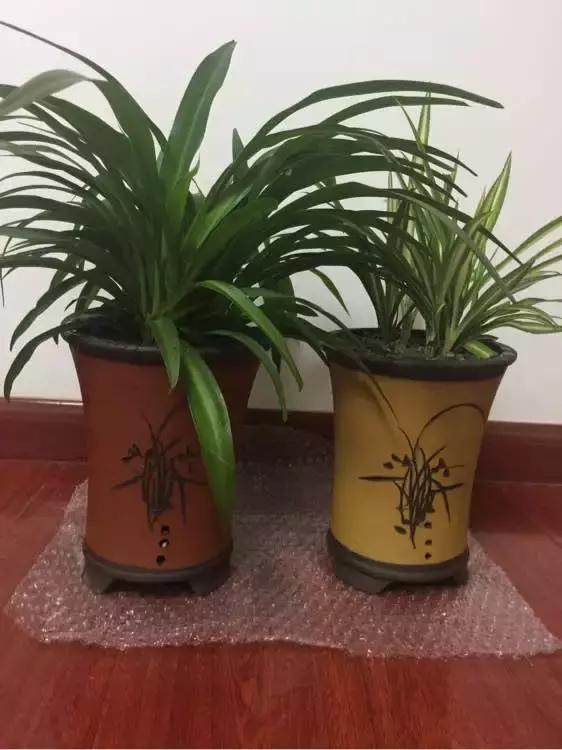 吊兰绿萝怎么换土,绿萝和吊兰用什么土壤