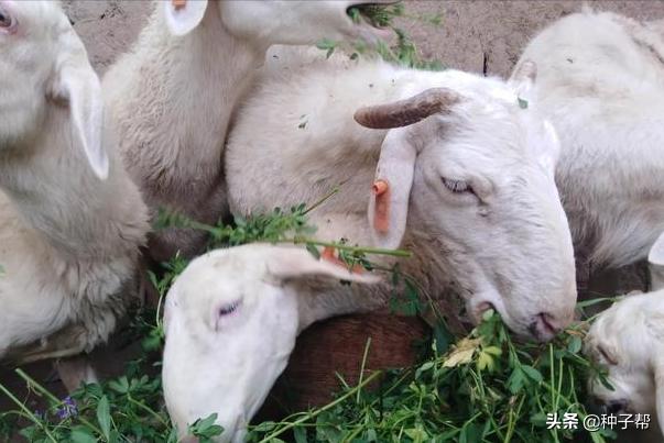 牧草养殖牛羊技术,北方适合种植牛羊牧草