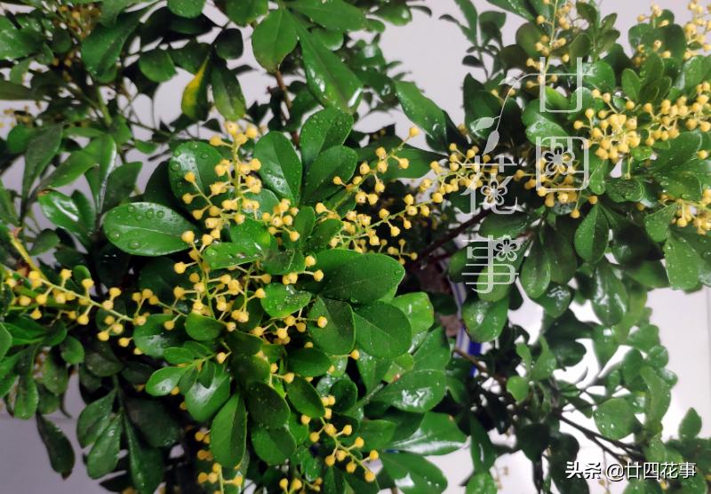 米兰冬季养护注意事项,米兰的冬季养护方法与要点