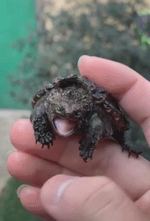 鳄龟一逗它就撅屁股,鳄龟被逗了为什么会翘屁股