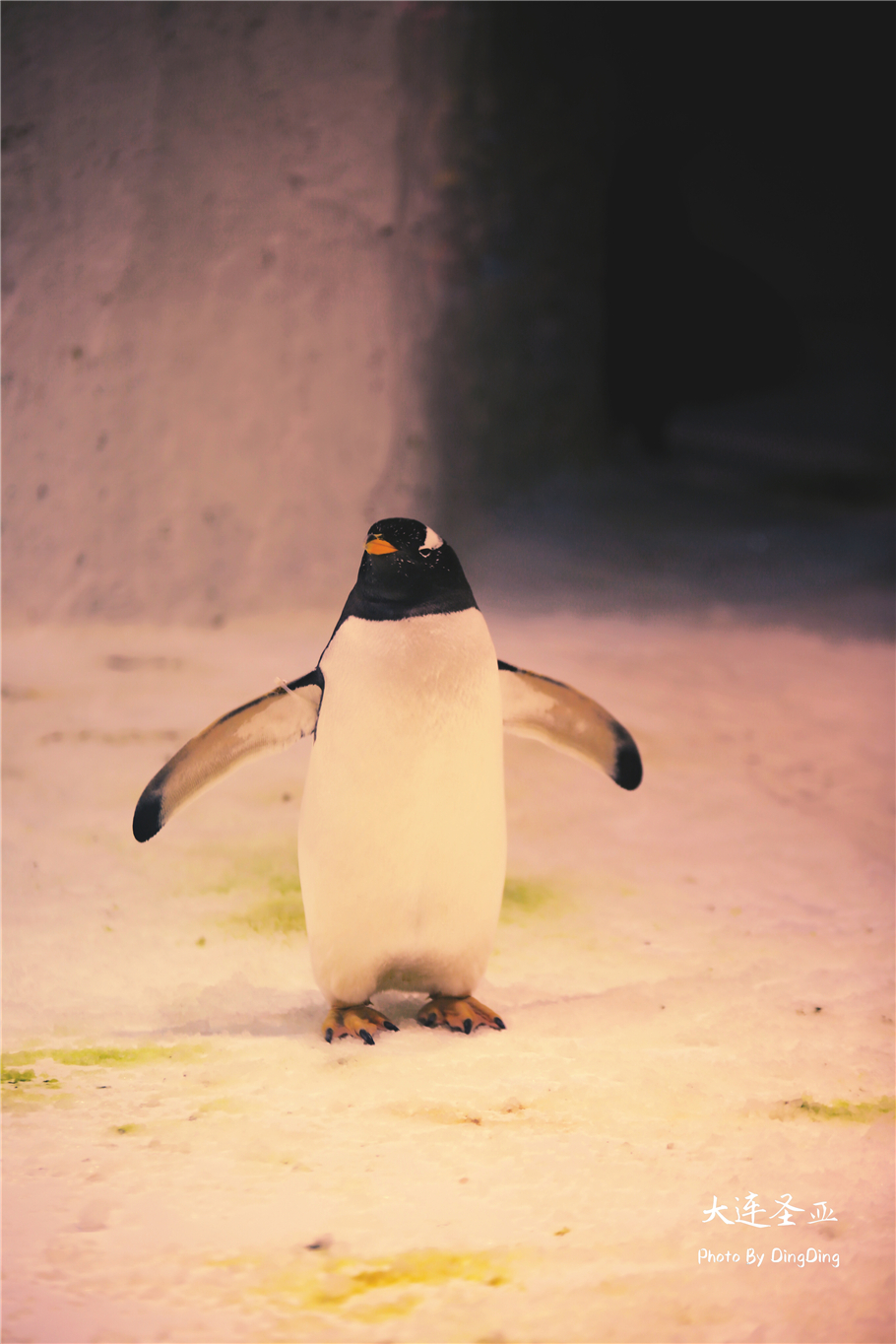 北方明珠活力四射的浪漫之都大连，国内最具特色的海洋世界圣亚