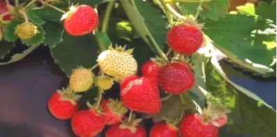 福建草莓露天种植全过程,山东露天草莓种植时间