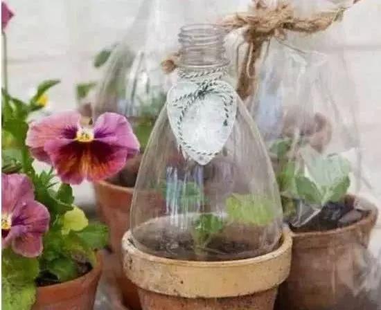 用塑料瓶做养花神器的喷壶怎么做,塑料瓶养花神器