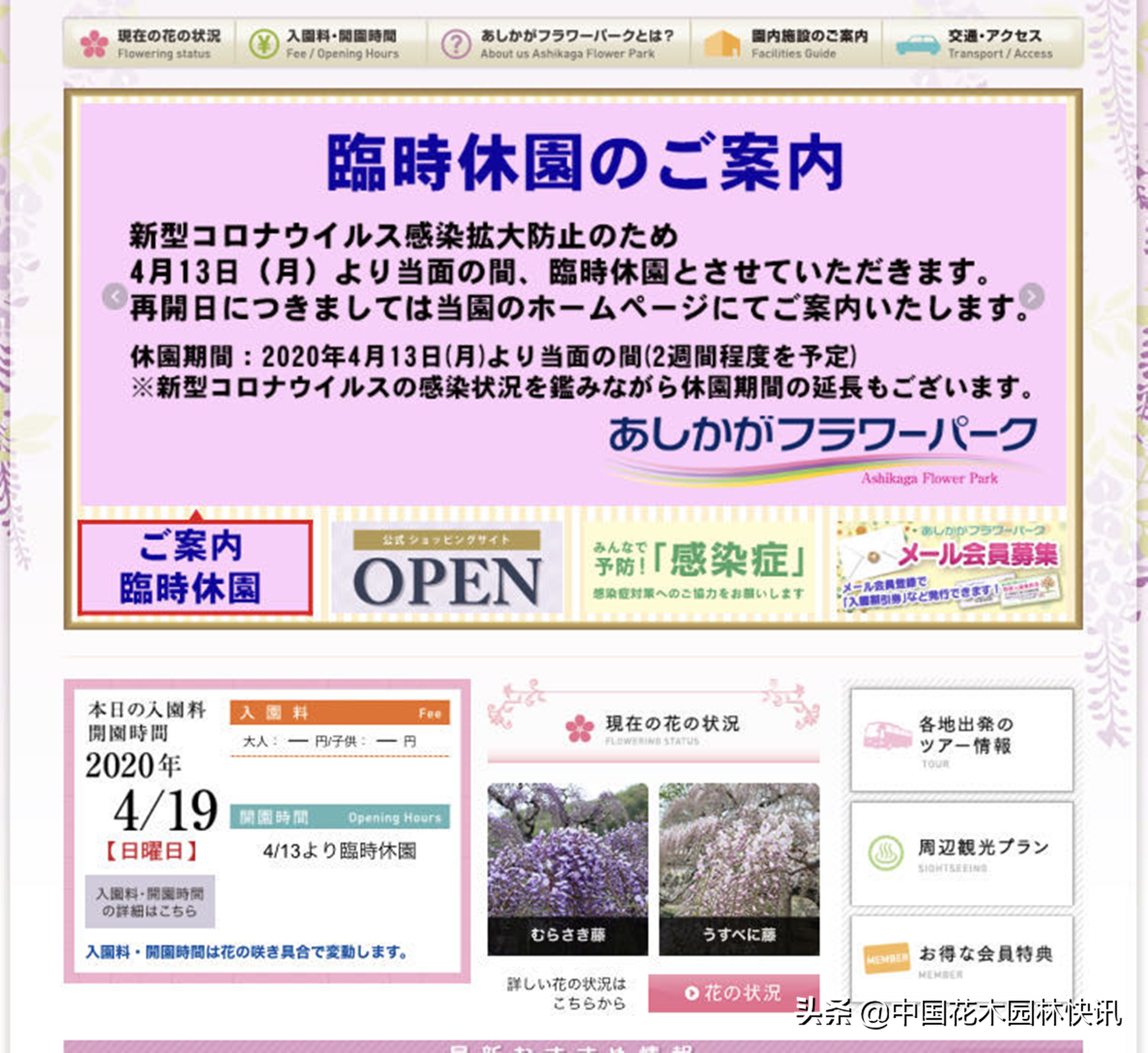 日本最美紫藤园,日本紫藤花美景