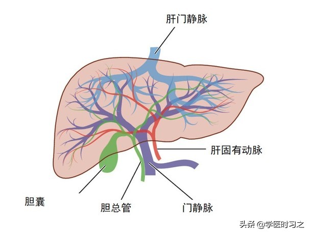 食物变成大便是什么过程,食物变成大便所需要的时间