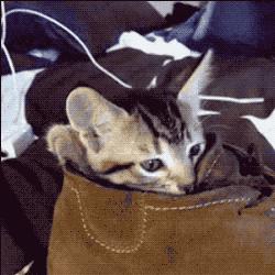 猫咪为什么对臭鞋、臭袜子那么感兴趣呢，这是重口味吗？