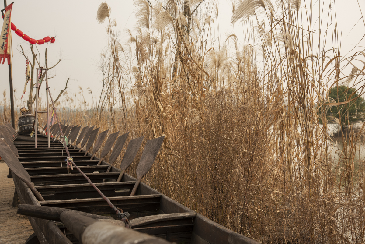 洋湖国家湿地公园,洋沙湖国家湿地公园马鞭草