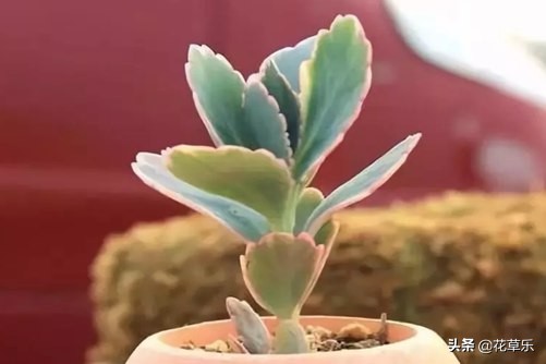 玉吊钟怎么养？玉吊钟是传说中不死之身的多肉植物