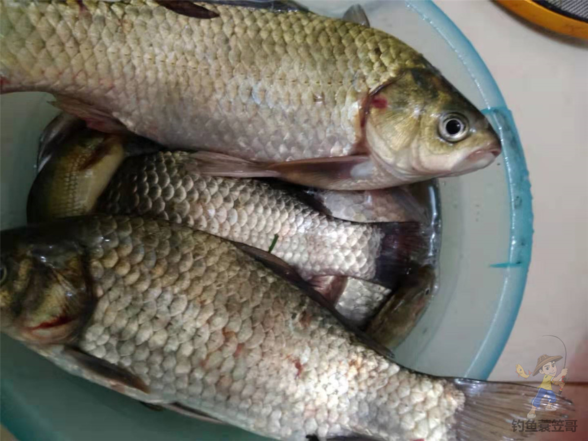 冬季野钓如何打窝能快速诱鱼,什么打窝方法诱鱼最快