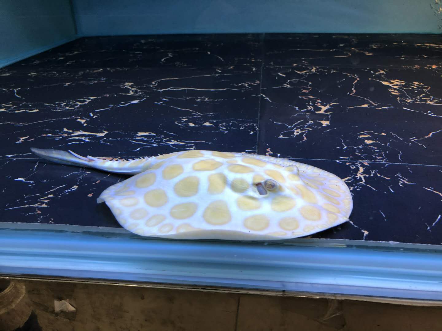 楠羽养鱼经全集,楠羽魟鱼