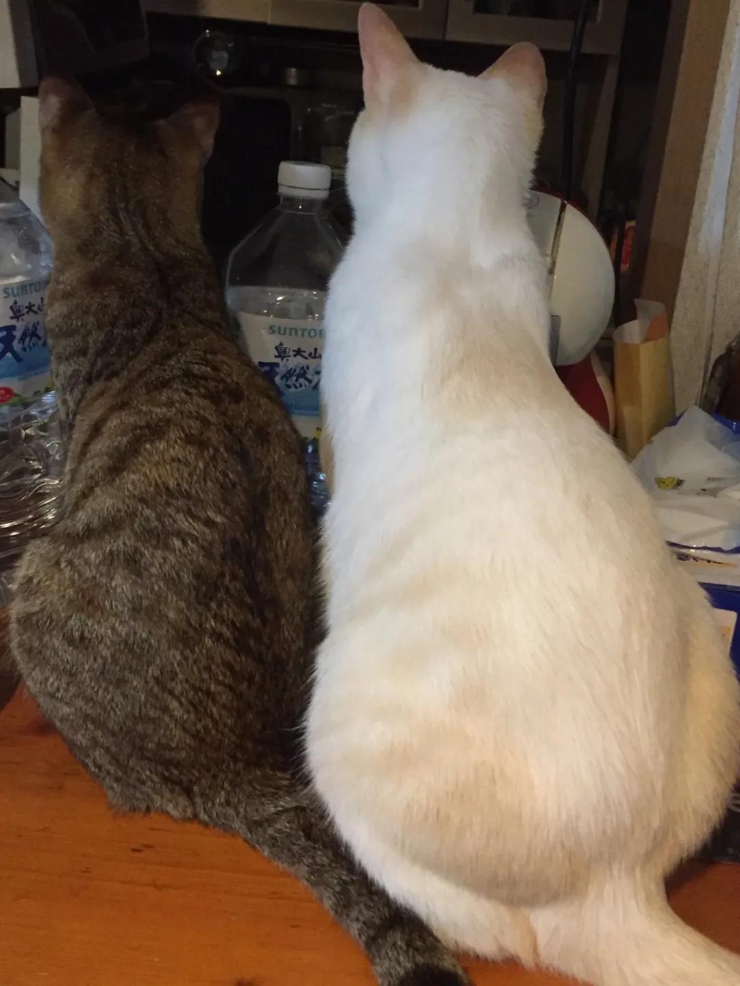 猫真的会把你当妈妈,猫把你当成妈妈是啥样子的