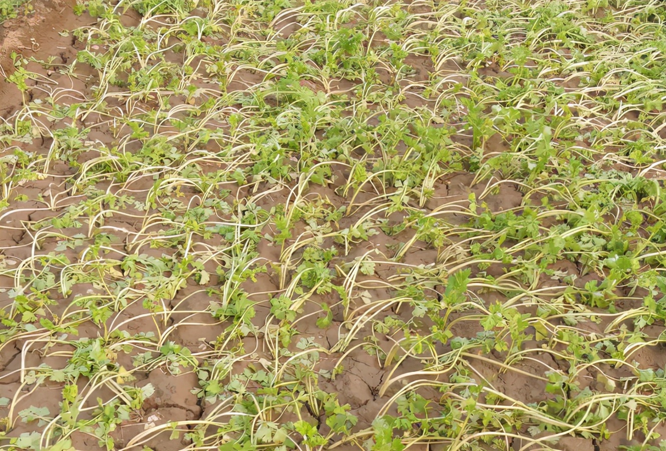 芹菜后期怎么才能长势好又壮,芹菜为什么栽不活