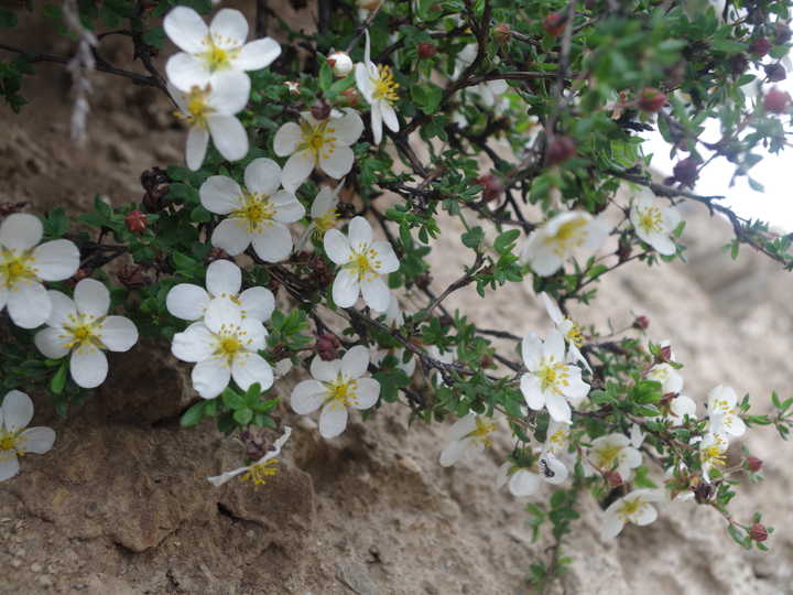 王小花的全部作品,王小花攻略