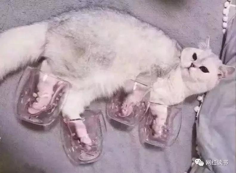 星巴克猫爪杯为什么便宜,星巴克猫爪杯火爆的原因