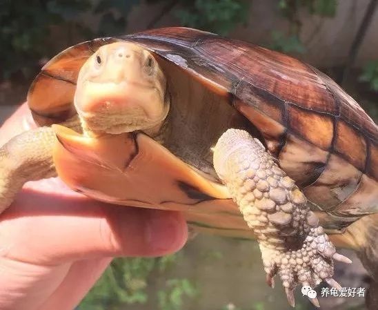 乌龟的冷知识搞笑,龟冷知识
