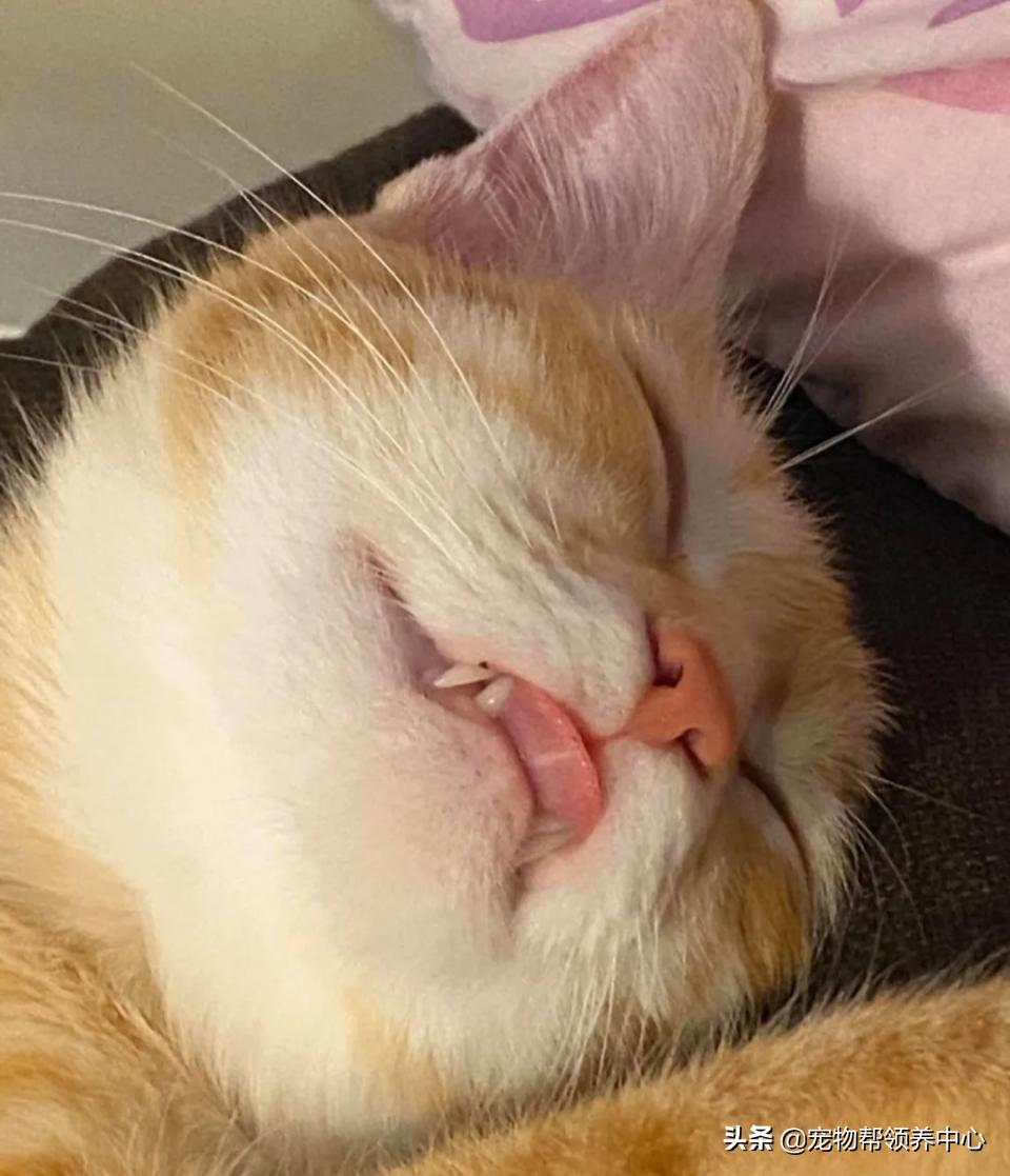 橘猫整日不出闺房却突然胎动？检查令爸崩溃：哪个死小子干的？