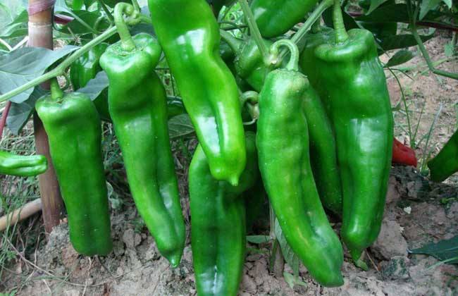 吃辣椒会减少死亡率吗,辣椒吃了伤胃吗