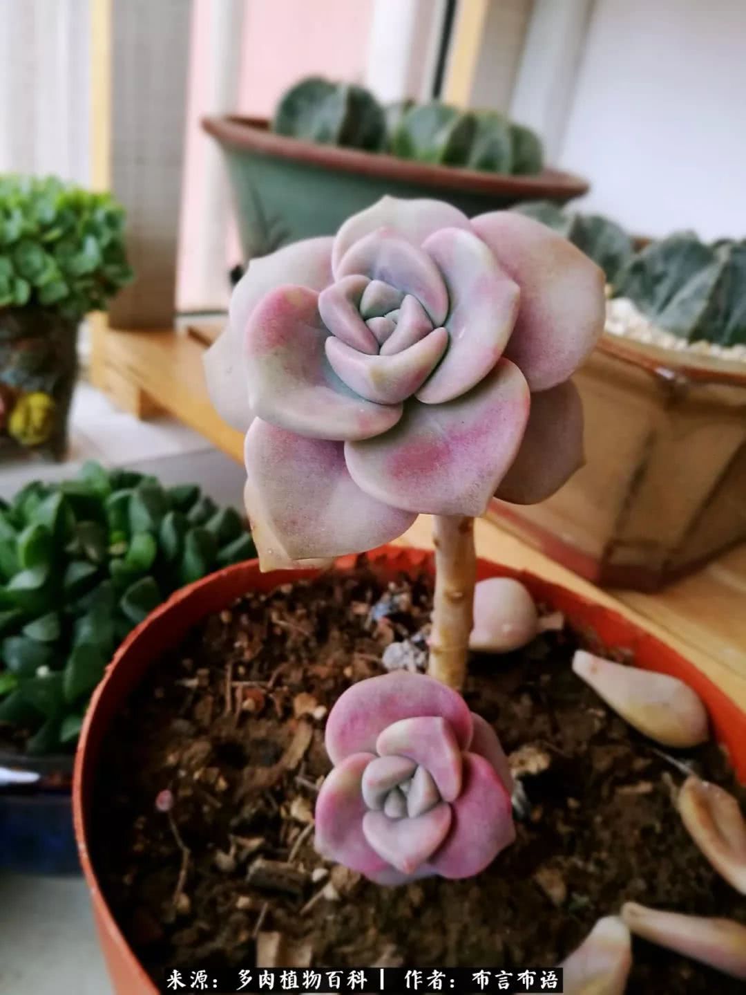 多肉的真实生活感悟,多肉的生活感悟